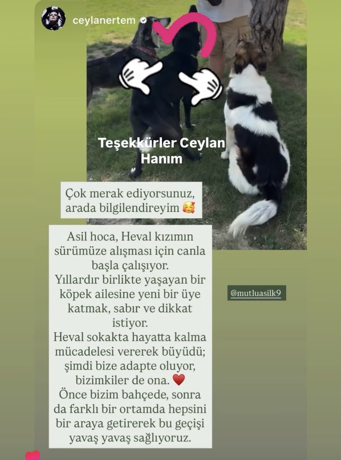 Asil%20Mutlu%20Köpek%20Eğitim%20Akademisi