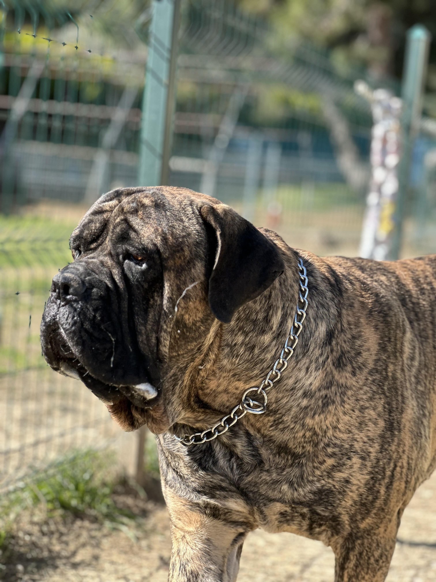 Asil%20Mutlu%20Köpek%20Eğitim%20Akademisi