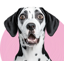 Asil%20Mutlu%20Köpek%20Eğitim%20Akademisi