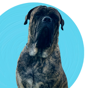 Asil%20Mutlu%20Köpek%20Eğitim%20Akademisi